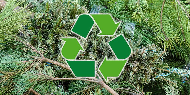 Recycle-Your-Christmas-Tree